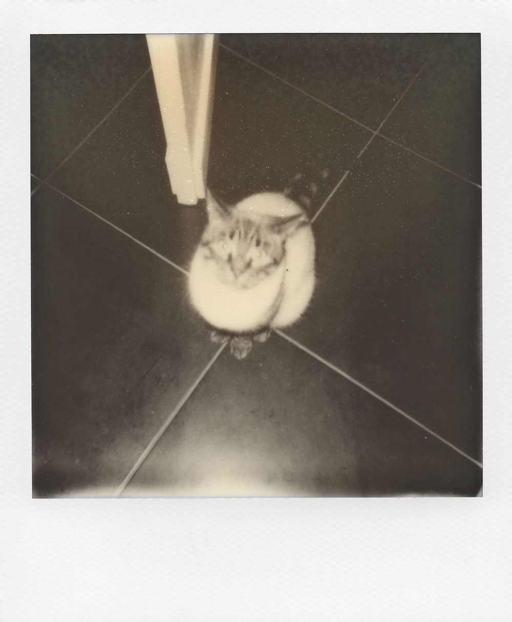 003.-Tigrou-is-confused---Polaroid-636-TC