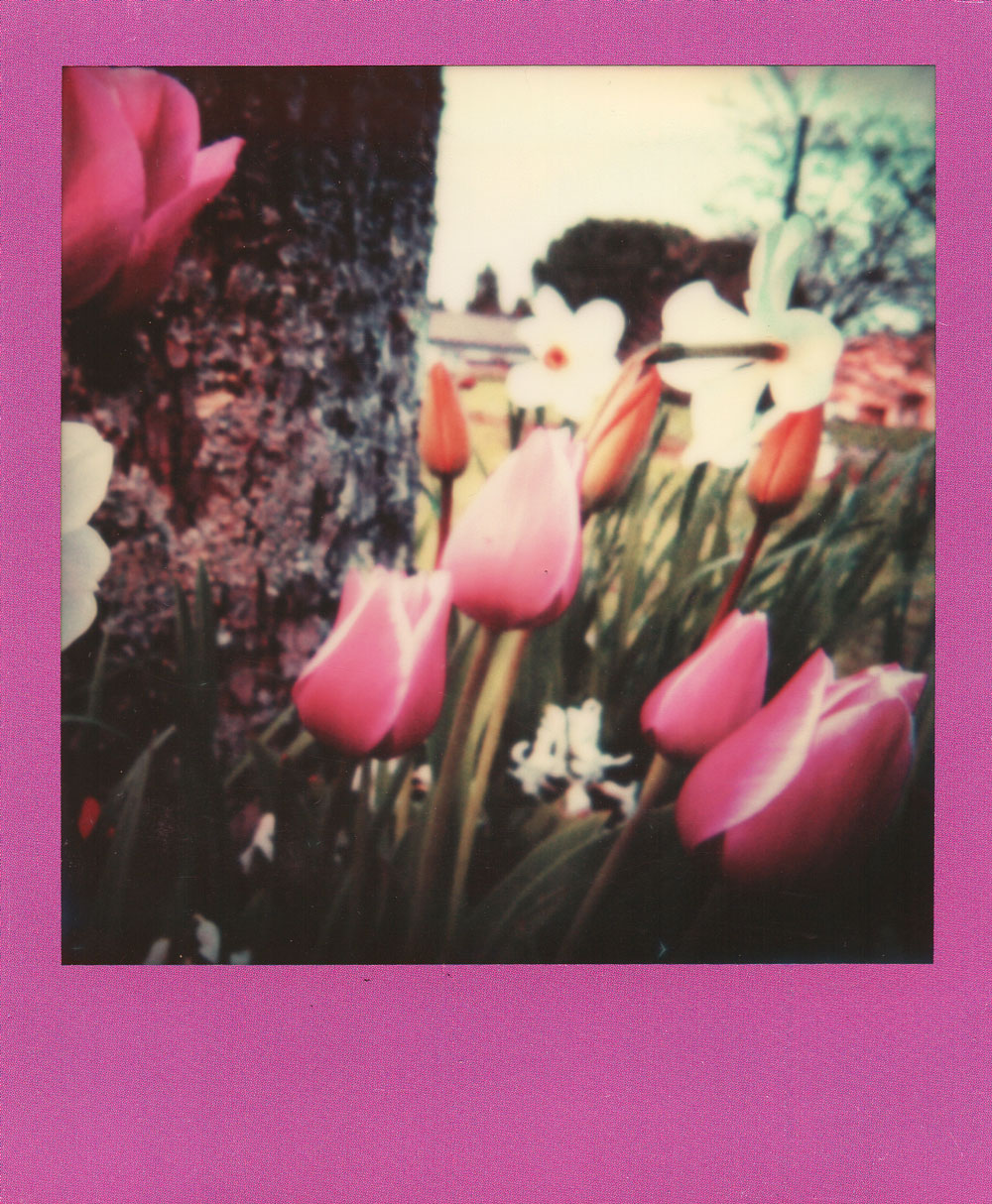 007.-Grandma's-flowers---Polaroid-SLR680