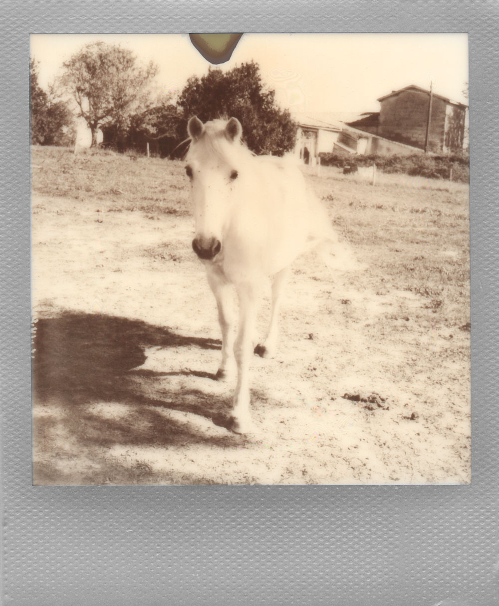 012.-The-tiny-white-horse-and-the-far-far-trees-WOO-HOO---Polaroid-SLR680