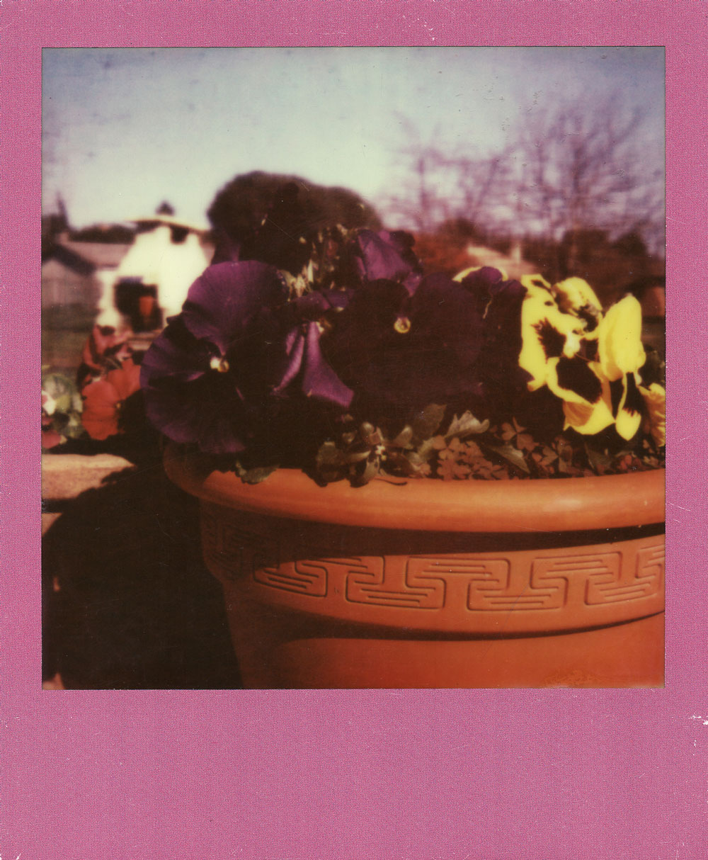 021.-New-flowers-at-Grandma---Polaroid-SLR680