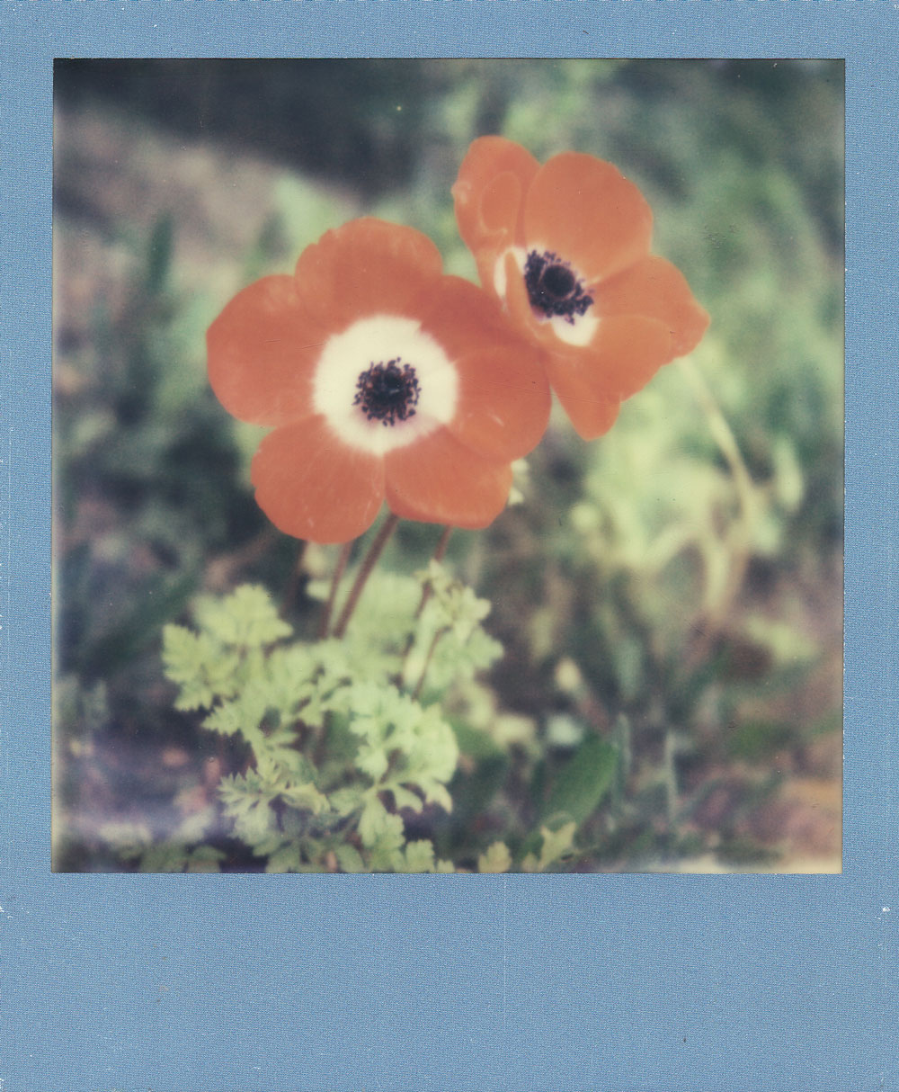 023.-Wilderness---Polaroid-SLR680